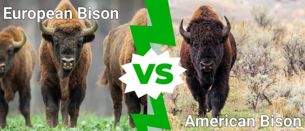 European Bison  vs American Bison