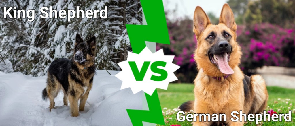 king shepherd vs german shepherd