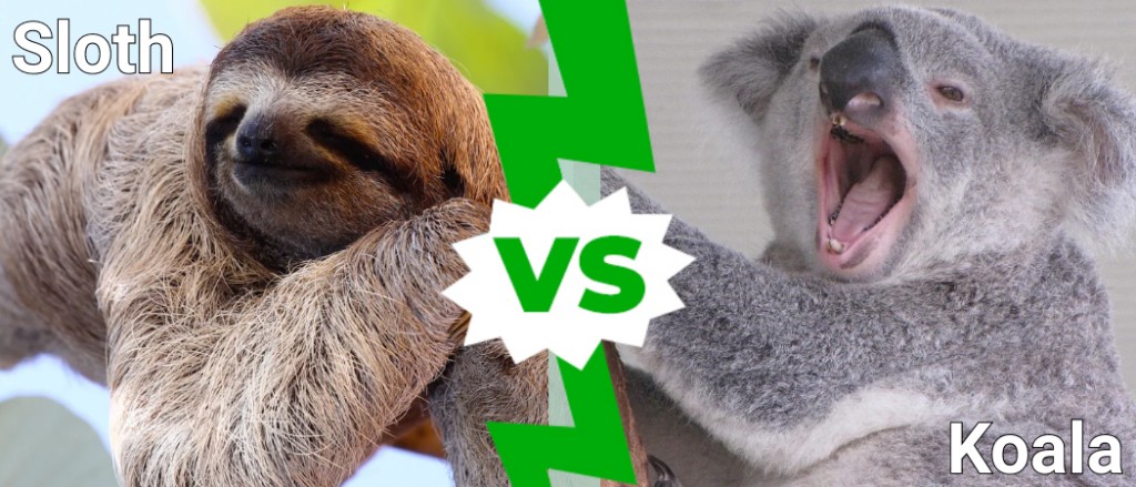 Sloth vs Koala