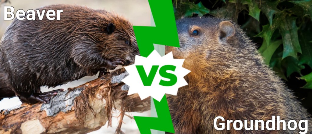 Beaver vs Groundhog