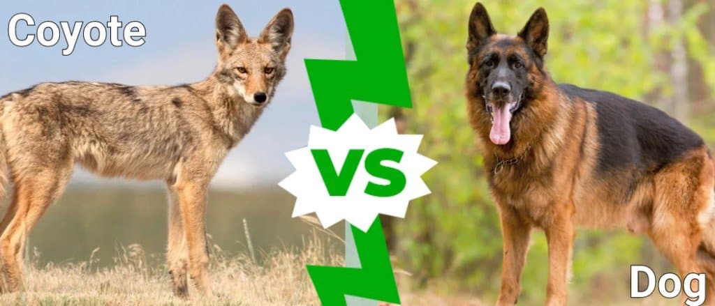 coyote vs dog