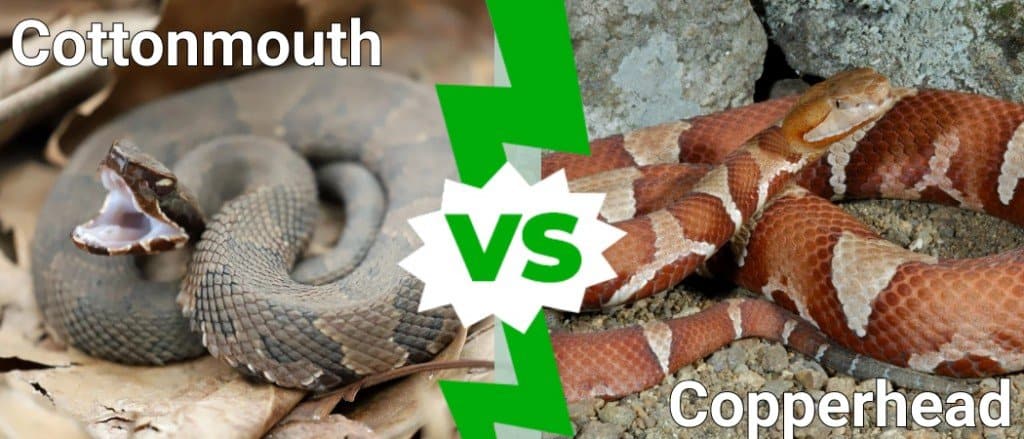 cottonmouth vs copperhead
