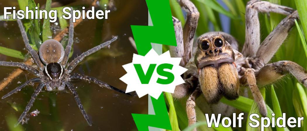 Fishing Spider vs. Wolf Spider: What Are the Differences? - A-Z Animals