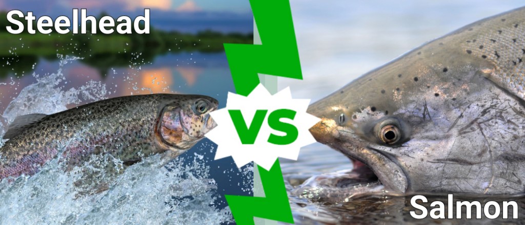Steelhead  vs Salmon