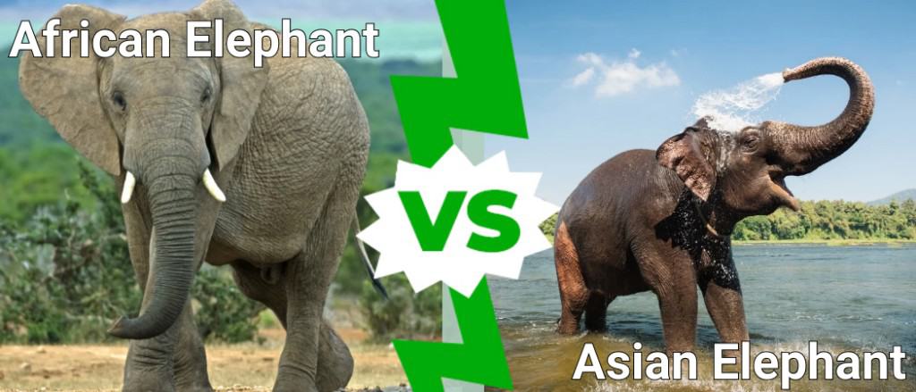 What's the Difference? African Elephants and Asian Elephants