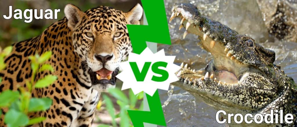 jaguar attack crocodile