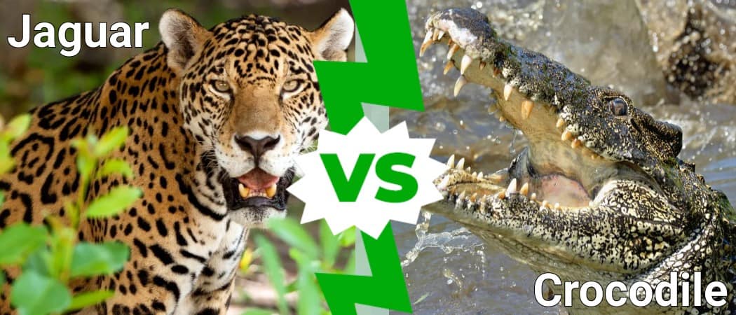 Jaguar vs Crocodile: Who Would Win in a Fight? - A-Z Animals