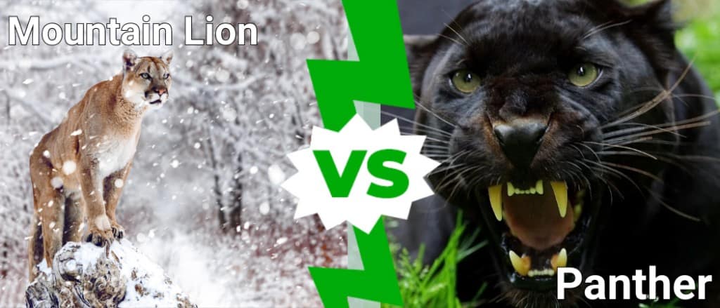 Panther vs Mountain Lion What Are the Differences A Z Animals