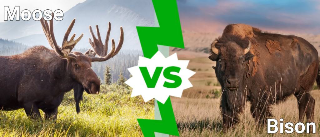 Moose vs Bison