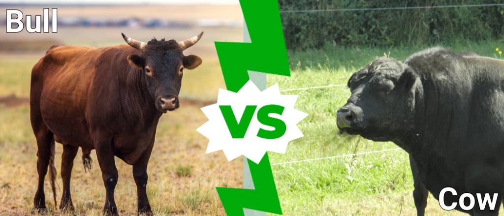 Bull vs Cow: What Are the Differences? - AZ Animals