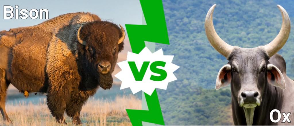 Bison vs Ox