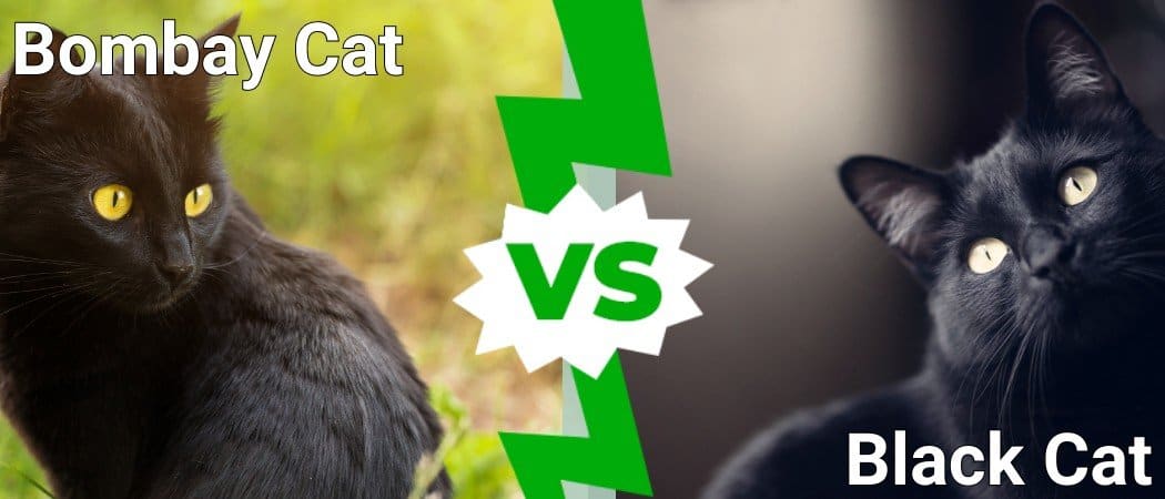 Bombay Cat vs Black Cat: What’s the Difference? - A-Z Animals