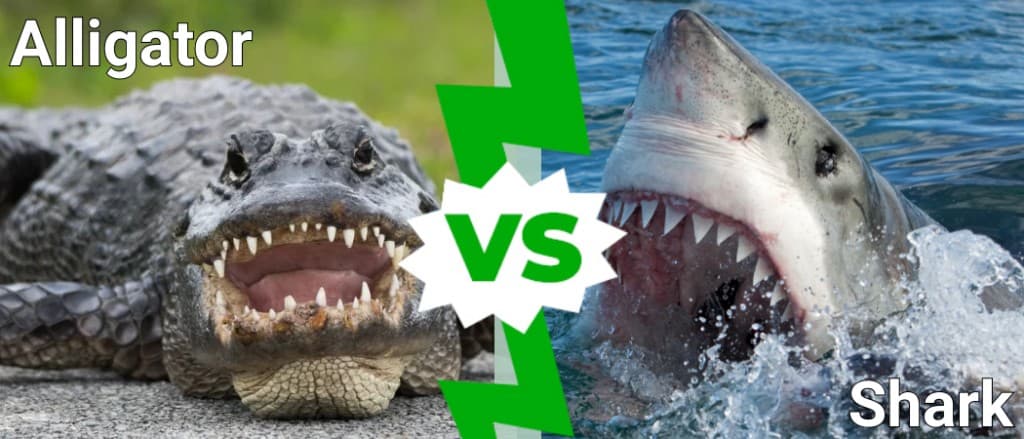 alligator vs shark