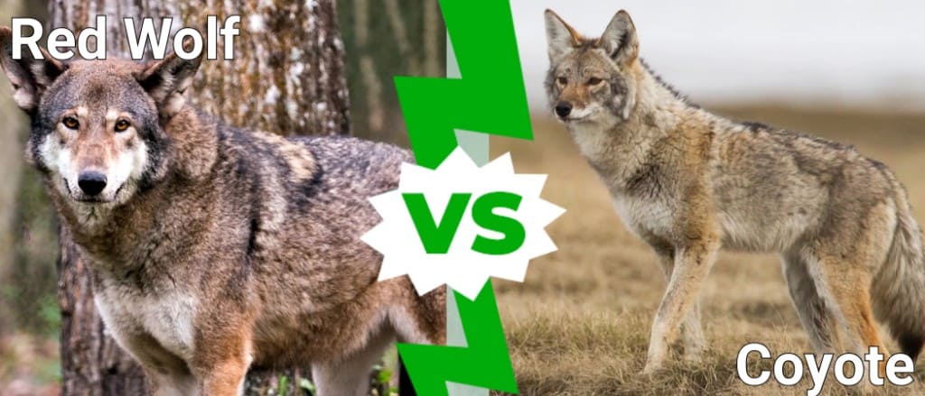 Red Wolf vs Coyote: What Are the Differences? - IMP WORLD