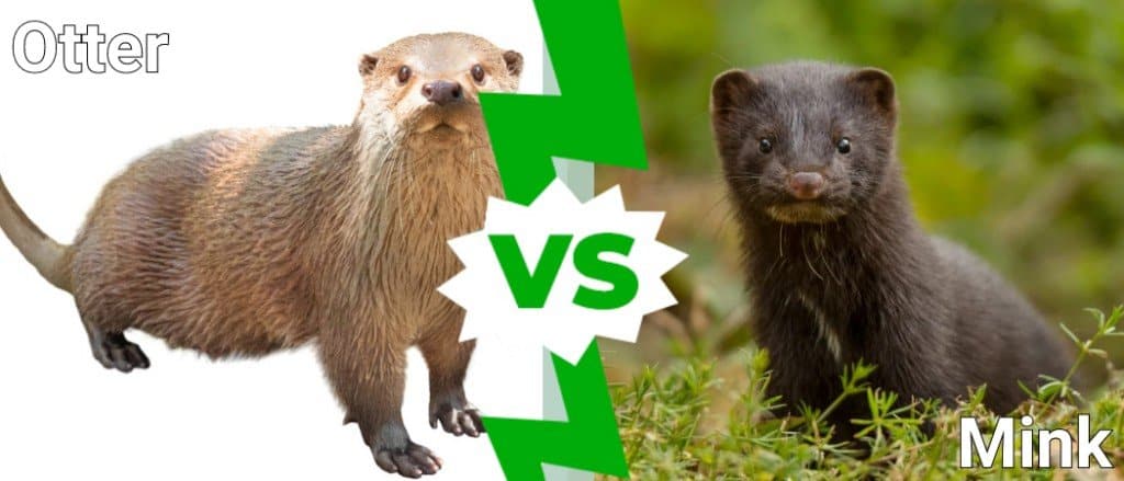 Otter Vs Mink: How to Tell Them Apart - A-Z Animals