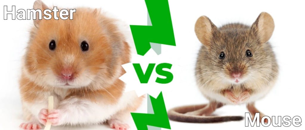 Hamster vs Mouse