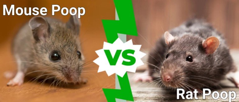 Rat Poop vs Mouse Poop: What’s the Difference? - A-Z Animals