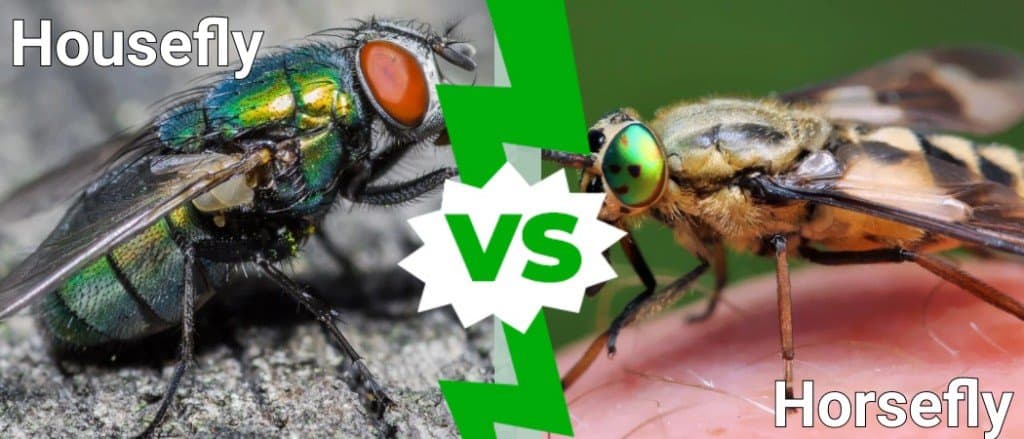 housefly and horsefly