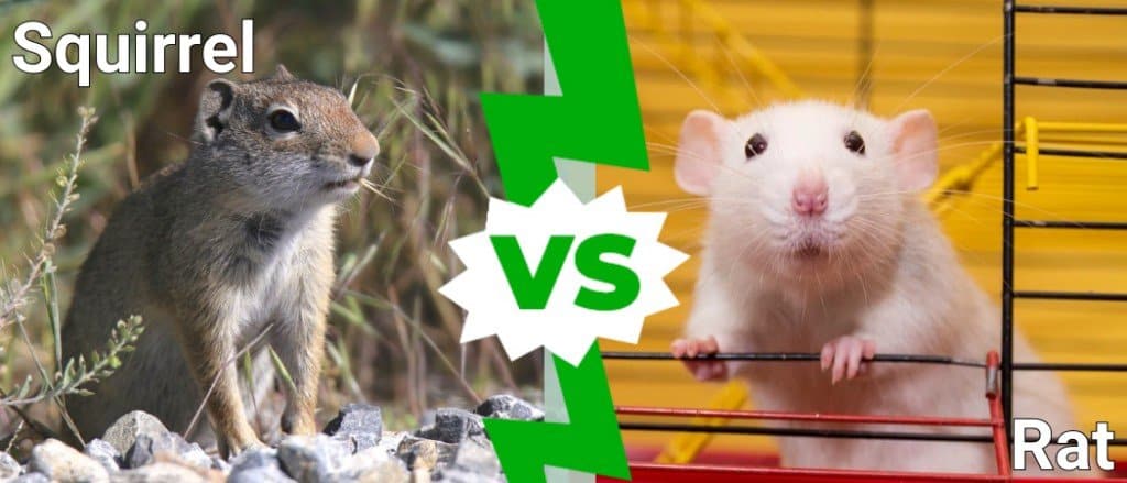 Squirrel vs Rat