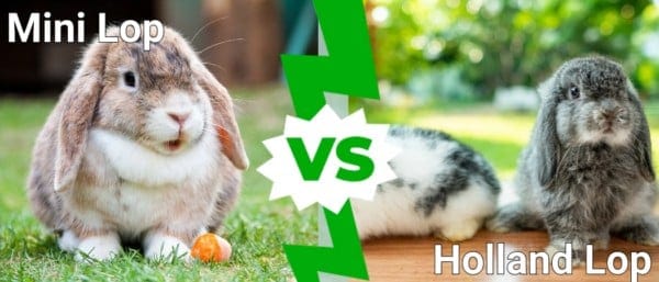 Mini Lop Vs Holland Lop Bunnies: How To Tell The Difference - A-Z Animals