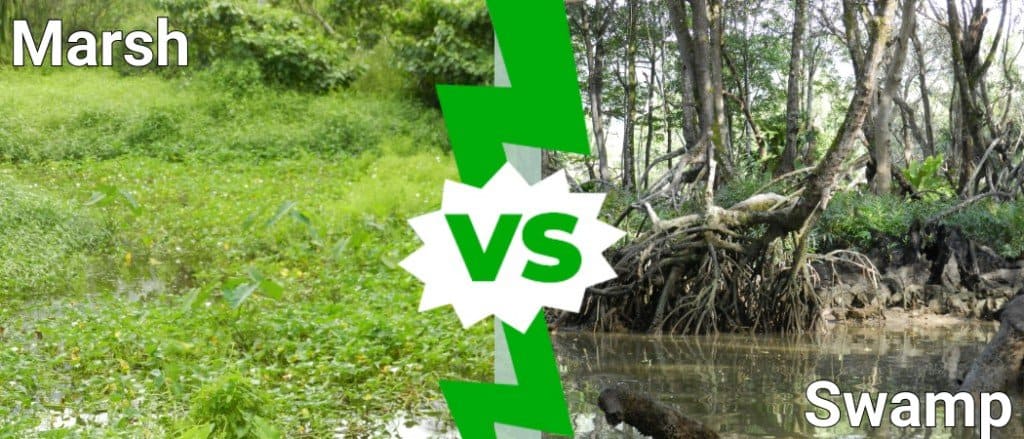 marsh vs swamp