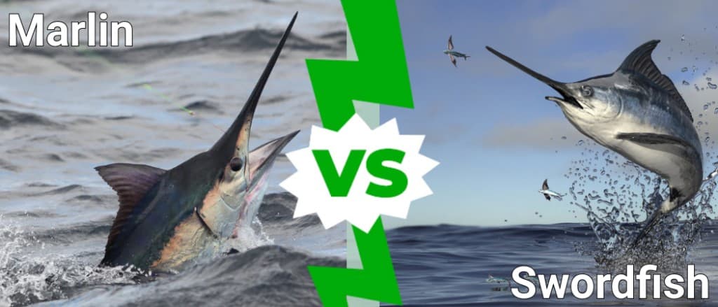 Marlin vs Swordfish