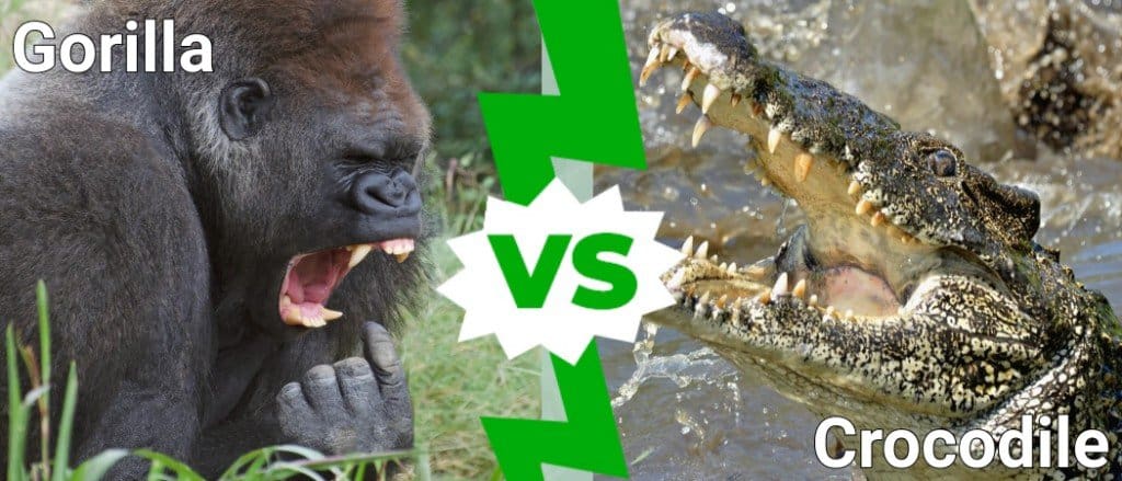 Gorilla vs Crocodile