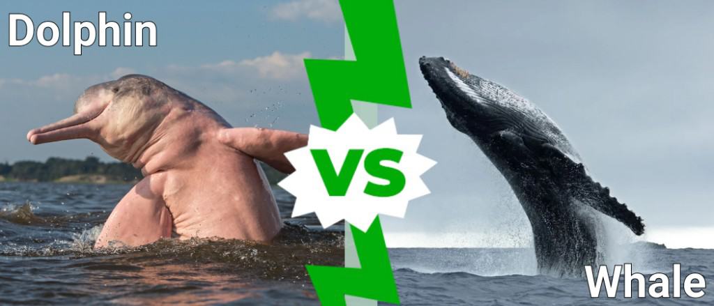 Dolphin vs Whale: What Are the Differences? - A-Z Animals