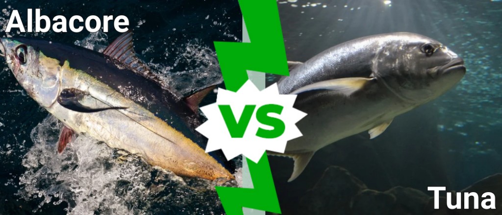 albacore vs tuna