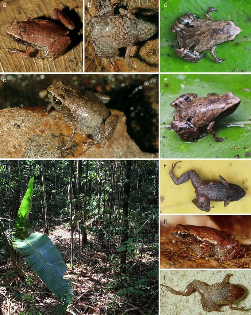 These Tiny Frogs Traded Their Sense of Balance for Their Size