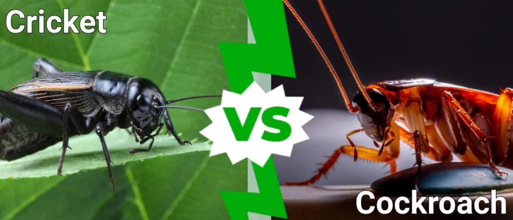 Cricket vs Cockroach