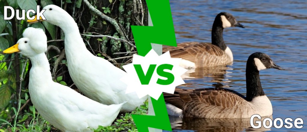 Duck vs Goose: 5 Key Differences for These Birds! - AZ Animals