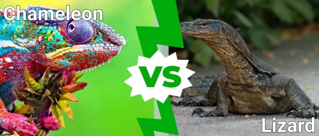 Chameleon vs Lizard