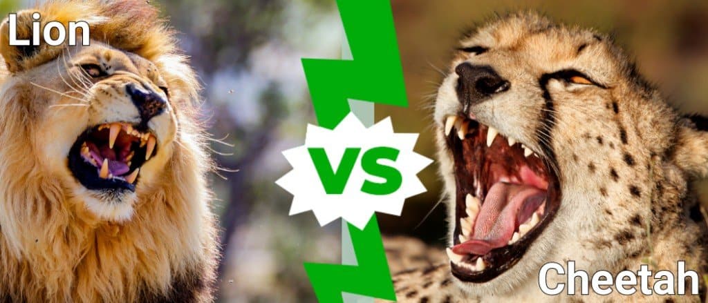 cheetah vs lion fight