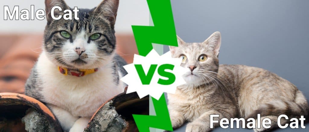 Do male cats prefer male or female cats?