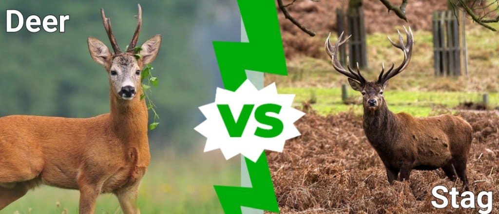 Deer vs Stag