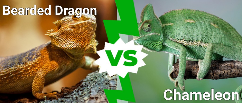 Bearded Dragon vs Chameleon