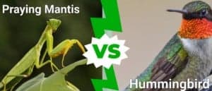 Praying Mantis vs Hummingbird: Who Would Win in a Fight? Picture