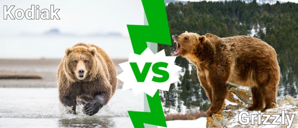 kodiak vs grizzly