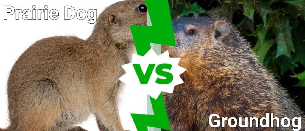 Prairie Dog vs Groundhog
