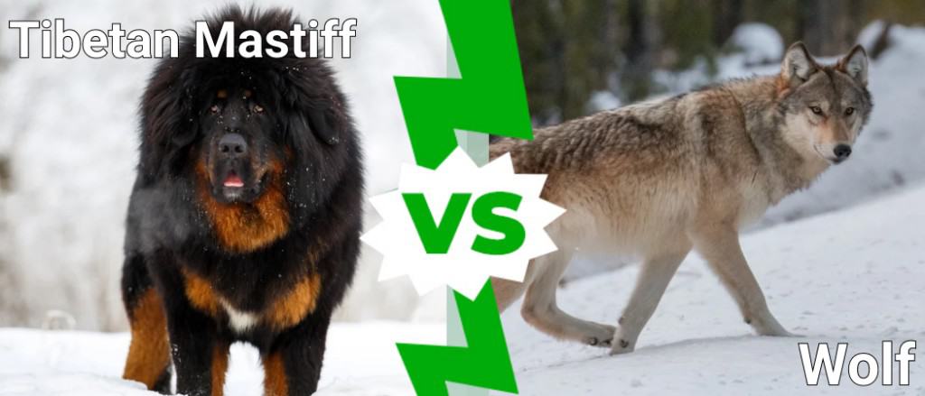 tibetan mastiff vs wolf