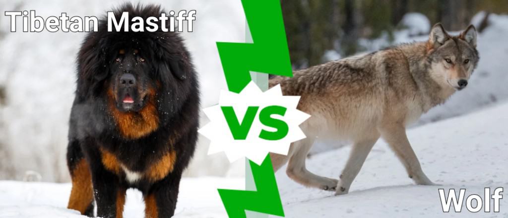 are wolves bigger than mastiffs