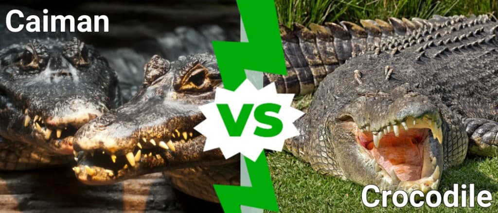caiman vs crocodile
