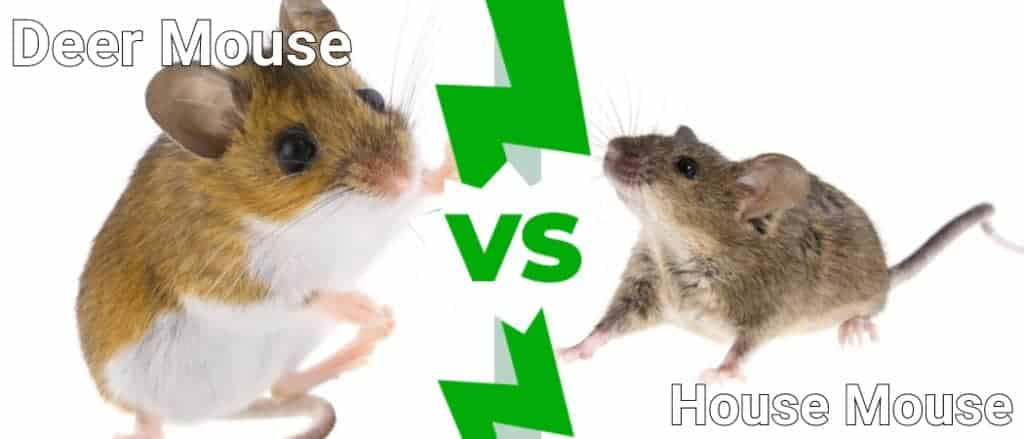 Deer Mouse vs House Mouse: What’s the Difference? - A-Z Animals