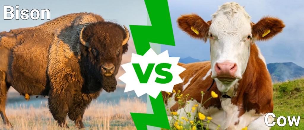 Bison vs Cow