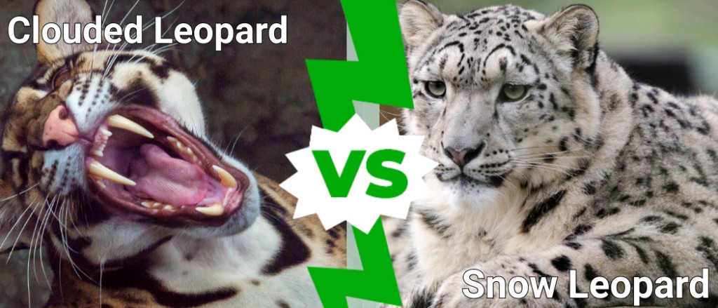 Clouded Leopard vs Snow Leopard