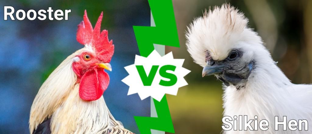 Rooster vs Silkie Hen