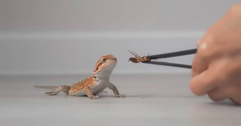 Baby of bearded agama lizard is eating cockroach from a woman's hand.