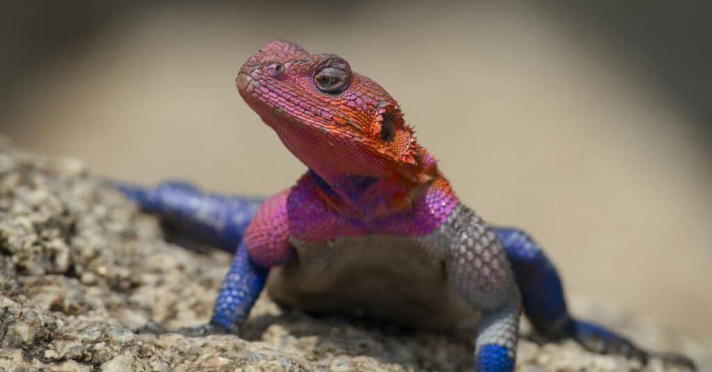 Mwanza flat-headed rock agama lizard, aka spiderman agama, in the Serengeti National Park, Tanzania.