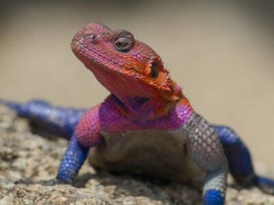 Mwanza flat-headed rock agama lizard, aka spiderman agama, in the Serengeti National Park, Tanzania.